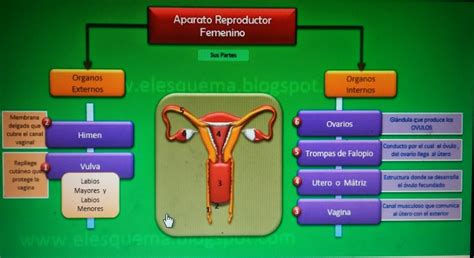 otgasmos femeninos|esquema del sistema reproductor femenino.